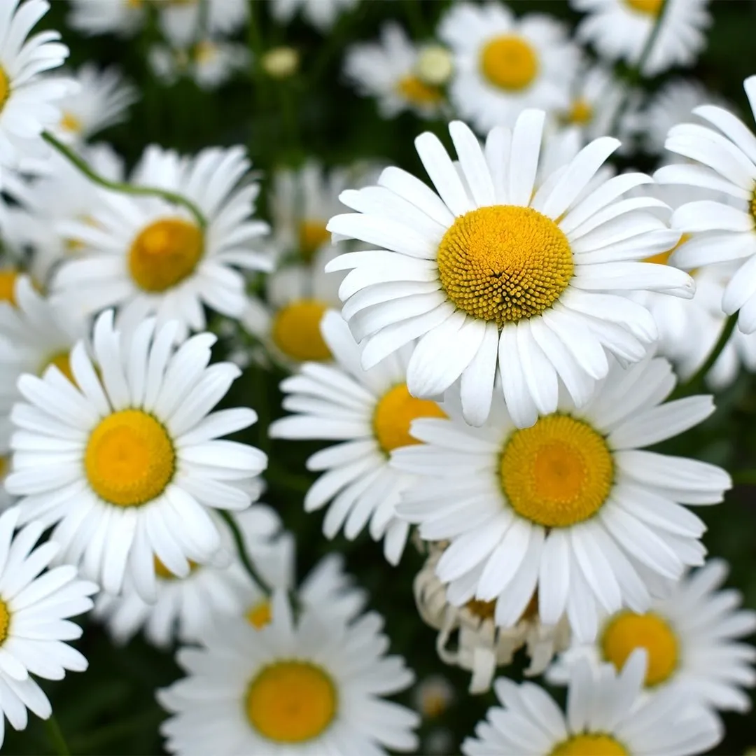 Chamomile (Cape) Essential Oil - Organic (Eriocephalus Punctulatus)